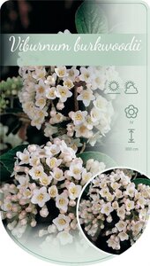 Viburnum burkwoodii 80-100 cm cont. 12L - afbeelding 4
