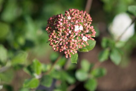 Viburnum carlcephalum 60-80 cm met kluit - afbeelding 1