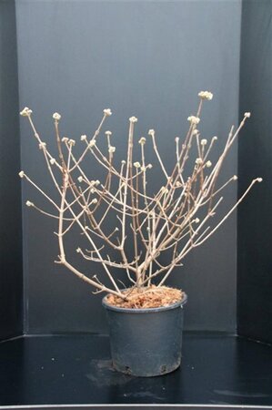 Viburnum carlcephalum 80-100 cm met kluit - afbeelding 3