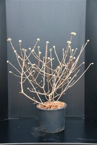 Viburnum carlcephalum 80-100 cm met kluit - afbeelding 3