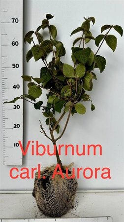 Viburnum carlesii 'Aurora' 60-80 cm met kluit - afbeelding 2