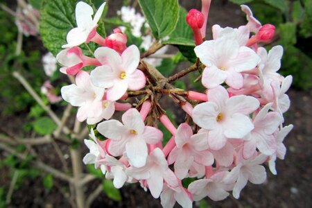 Viburnum carlesii 'Aurora' 80-100 cm met kluit - afbeelding 1