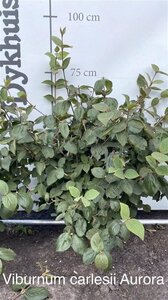 Viburnum carlesii 'Aurora' 80-100 cm met kluit - afbeelding 2
