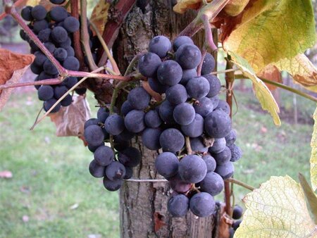 Vitis (Vin) 'Cabernet Franc' 80-100 cm cont. 3,0L met stok