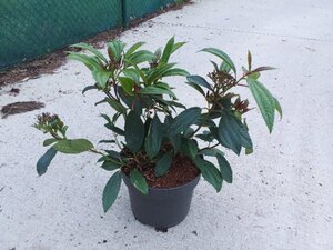 Viburnum davidii 40-50 cm cont. 10L