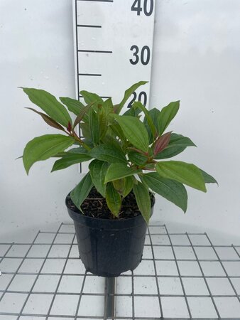 Viburnum davidii geen maat specificatie cont. 3,0L - afbeelding 3