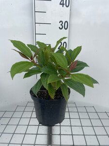 Viburnum davidii geen maat specificatie cont. 3,0L - afbeelding 3