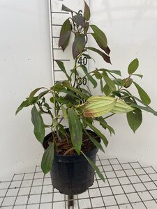 Viburnum davidii geen maat specificatie cont. 7,5L