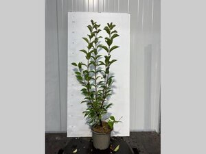 Viburnum farreri 50-60 cm cont. 3,0L