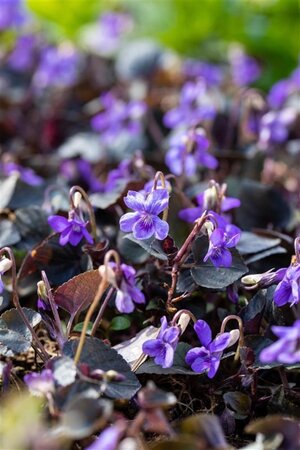 Viola labradorica geen maat specificatie 0,55L/P9cm - afbeelding 2