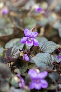 Viola labradorica geen maat specificatie 0,55L/P9cm - afbeelding 3