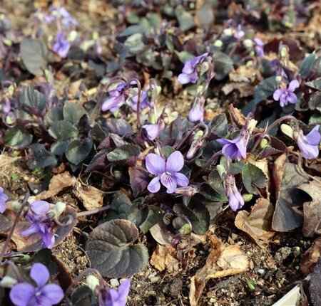 Viola labradorica geen maat specificatie 0,55L/P9cm - afbeelding 1