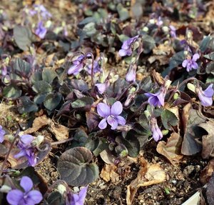 Viola labradorica geen maat specificatie 0,55L/P9cm - afbeelding 1