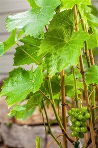 Vitis 'Lakemont' (Wit - Pitloos) 80-100 cm cont. 3,0L met stok