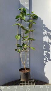 Viburnum lantana 60-80 cm cont. 5,0L