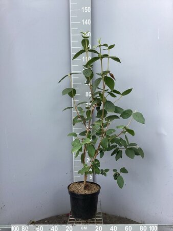 Viburnum lantana 80-100 cm cont. 7,5L