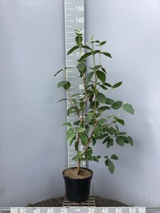 Viburnum lantana 80-100 cm cont. 7,5L