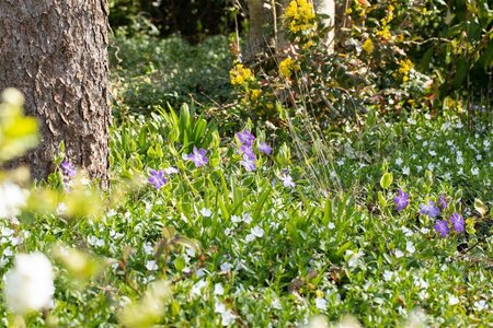 Vinca major geen maat specificatie 0,55L/P9cm - afbeelding 2