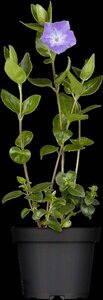 Vinca major geen maat specificatie 0,55L/P9cm - afbeelding 4