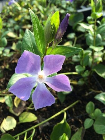 Vinca major geen maat specificatie 0,55L/P9cm - afbeelding 6