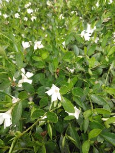 Vinca minor 'Alba' geen maat specificatie 0,55L/P9cm