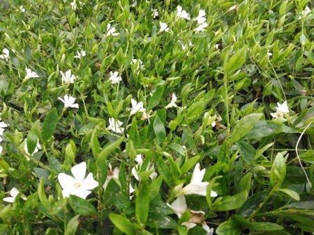 Vinca minor 'Alba' geen maat specificatie 0,55L/P9cm - afbeelding 2