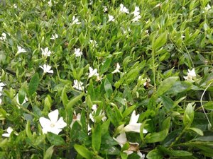 Vinca minor 'Alba' geen maat specificatie 0,55L/P9cm - afbeelding 2