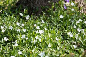 Vinca minor 'Alba' geen maat specificatie 0,55L/P9cm - afbeelding 3