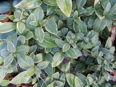 Vinca minor 'Argenteovariegata' geen maat specificatie 0,55L/P9cm
