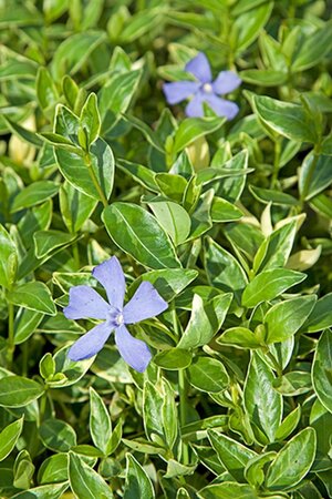 Vinca minor 'Argenteovariegata' geen maat specificatie 0,55L/P9cm - afbeelding 3