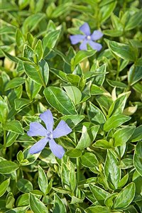 Vinca minor 'Argenteovariegata' geen maat specificatie 0,55L/P9cm - afbeelding 3