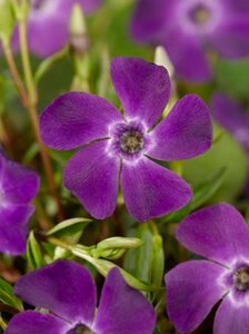 Vinca minor 'Atropurpurea' geen maat specificatie 0,55L/P9cm - afbeelding 4