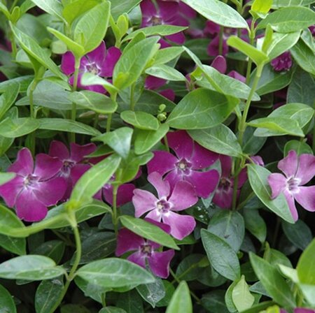 Vinca minor 'Atropurpurea' geen maat specificatie 0,55L/P9cm - afbeelding 5