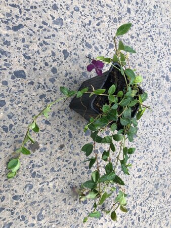 Vinca minor 'Atropurpurea' geen maat specificatie 0,55L/P9cm - afbeelding 1