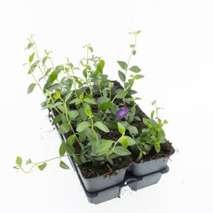 Vinca minor 'Atropurpurea' geen maat specificatie 0,55L/P9cm - afbeelding 3