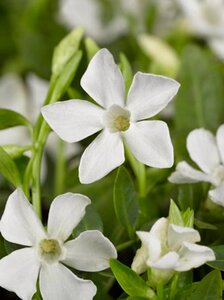 Vinca minor 'Gertrude Jekyll' geen maat specificatie 0,55L/P9cm - afbeelding 4