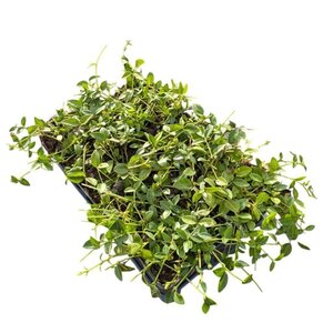 Vinca minor 'Gertrude Jekyll' geen maat specificatie 0,55L/P9cm - afbeelding 7