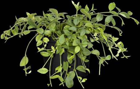 Vinca minor 'Gertrude Jekyll' geen maat specificatie 0,55L/P9cm - afbeelding 3