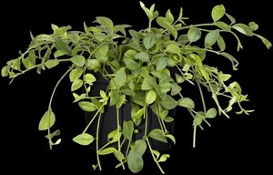 Vinca minor 'Gertrude Jekyll' geen maat specificatie 0,55L/P9cm - afbeelding 3