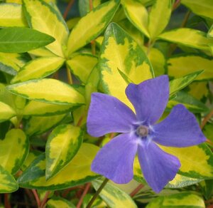 Vinca minor Illumination (= 'Cahill') geen maat specificatie 0,55L/P9cm