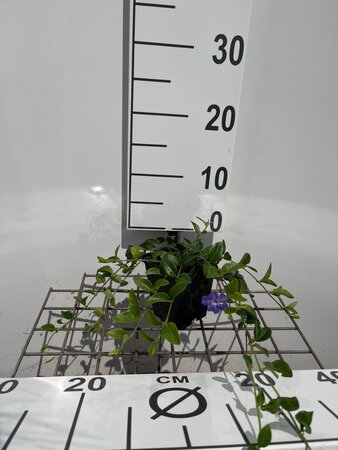 Vinca minor geen maat specificatie 0,55L/P9cm - afbeelding 4