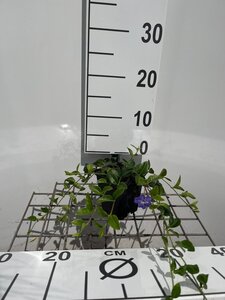 Vinca minor geen maat specificatie 0,55L/P9cm - afbeelding 4