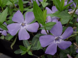 Vinca minor geen maat specificatie 0,55L/P9cm - afbeelding 7