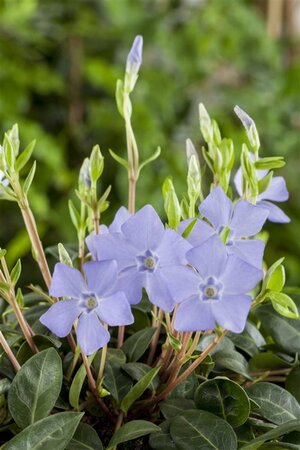 Vinca minor geen maat specificatie 0,55L/P9cm - afbeelding 3