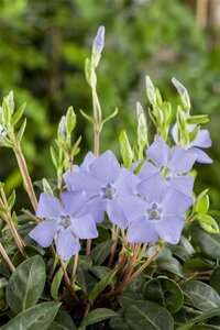Vinca minor geen maat specificatie 0,55L/P9cm - afbeelding 3