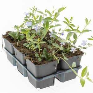 Vinca minor geen maat specificatie 0,55L/P9cm - afbeelding 5