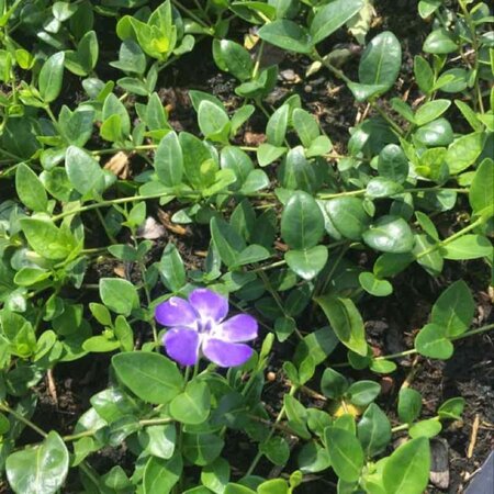 Vinca minor 'Marie' geen maat specificatie 0,55L/P9cm