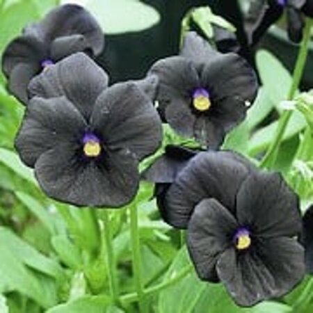 Viola (C) 'Molly Sanderson' geen maat specificatie 0,55L/P9cm - afbeelding 1