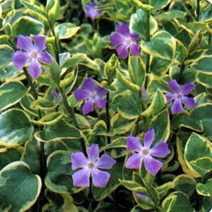 Vinca major 'Variegata' geen maat specificatie 0,55L/P9cm - afbeelding 2