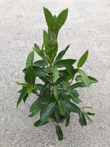 Viburnum nudum Brandywine 40-50 cm cont. 3,0L